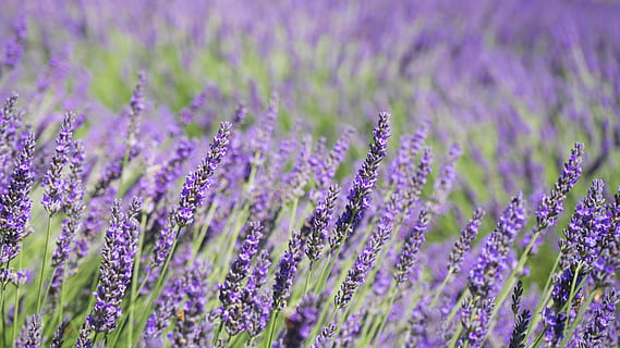 lavander flowers, plant, lavender, purple, blossom, nature, green HD wallpaper