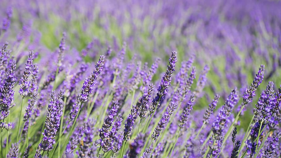 lavander flowers, plant, lavender, purple, blossom, nature, green HD wallpaper