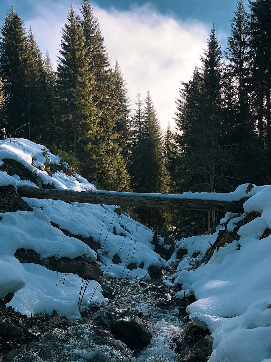 fir, nature, outdoors, tree, abies, plant, ice, snow, glacier HD wallpaper