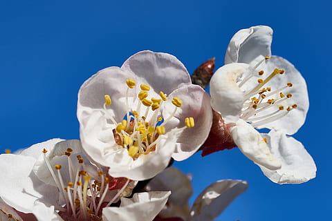 white petaled flower, plant, pollen, blossom, human, person, food HD wallpaper