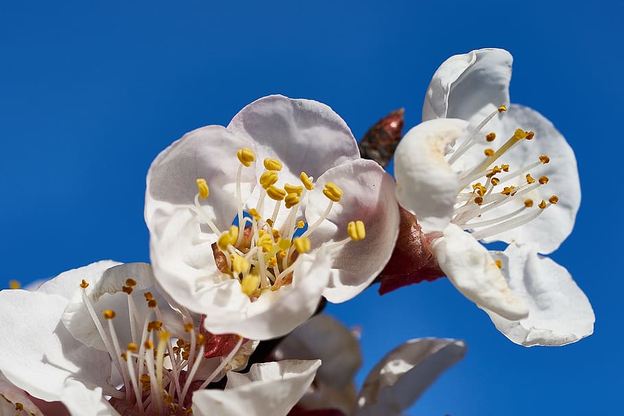 white petaled flower, plant, pollen, blossom, human, person, food HD wallpaper