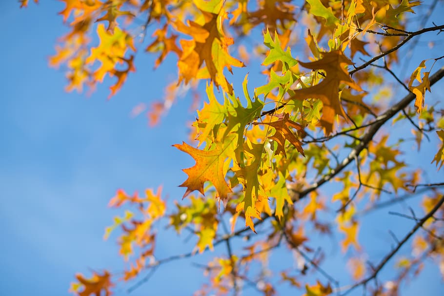 oak, leafs, fall, autumn, leaves, nature, green, season, foliage HD wallpaper