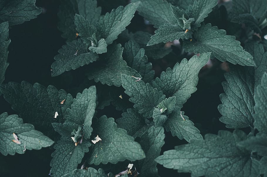 Close-Up Photography of Mint Leaves, desktop wallpaper, fresh, HD wallpaper