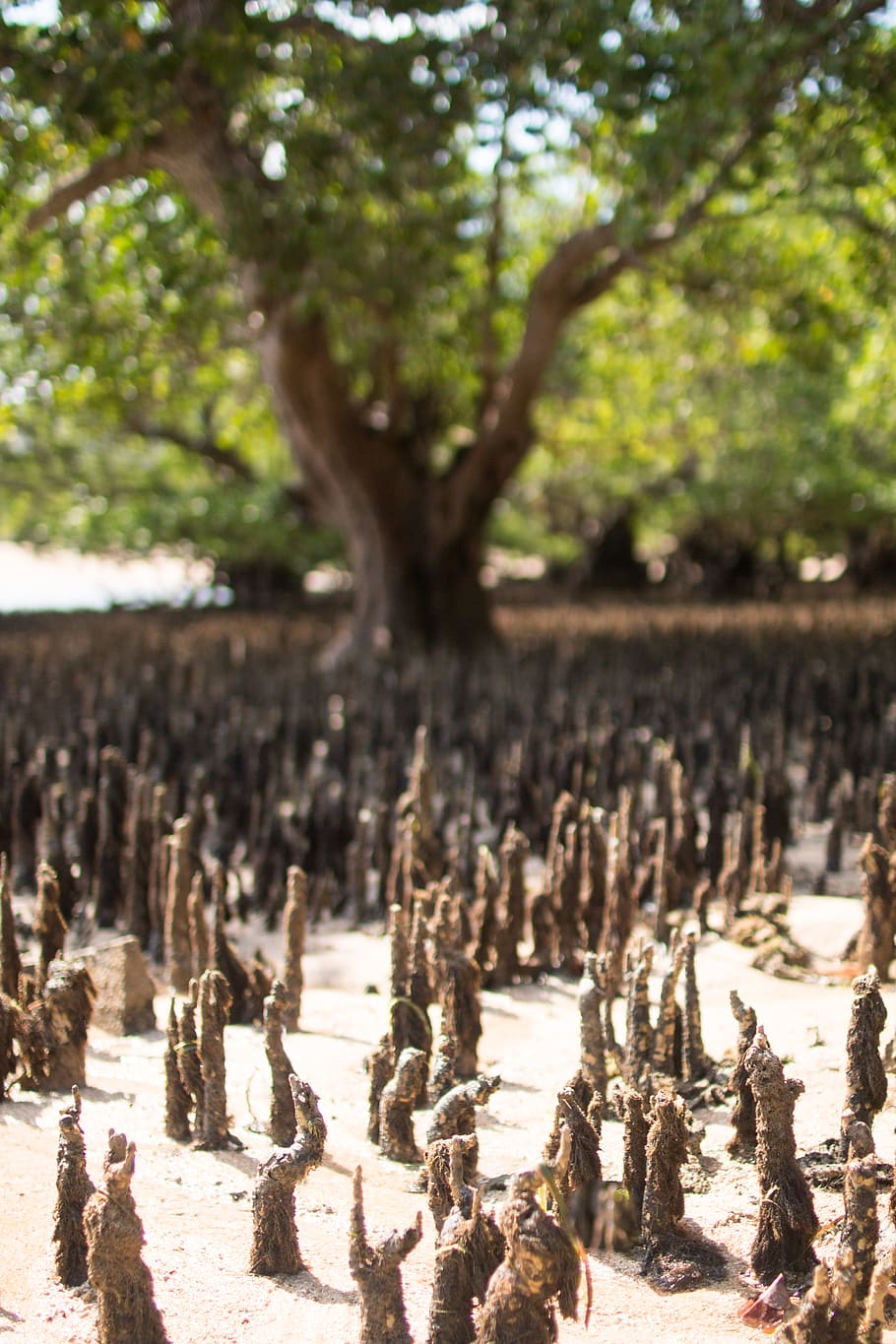 indonesia, lombok, tree, plant, nature, no people, day, sunlight HD wallpaper