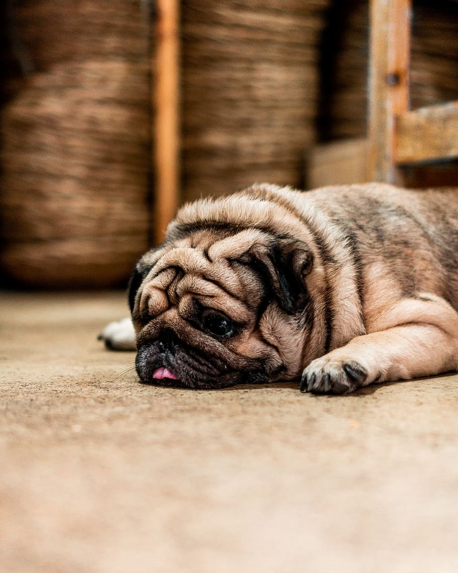 are pugs really lazy