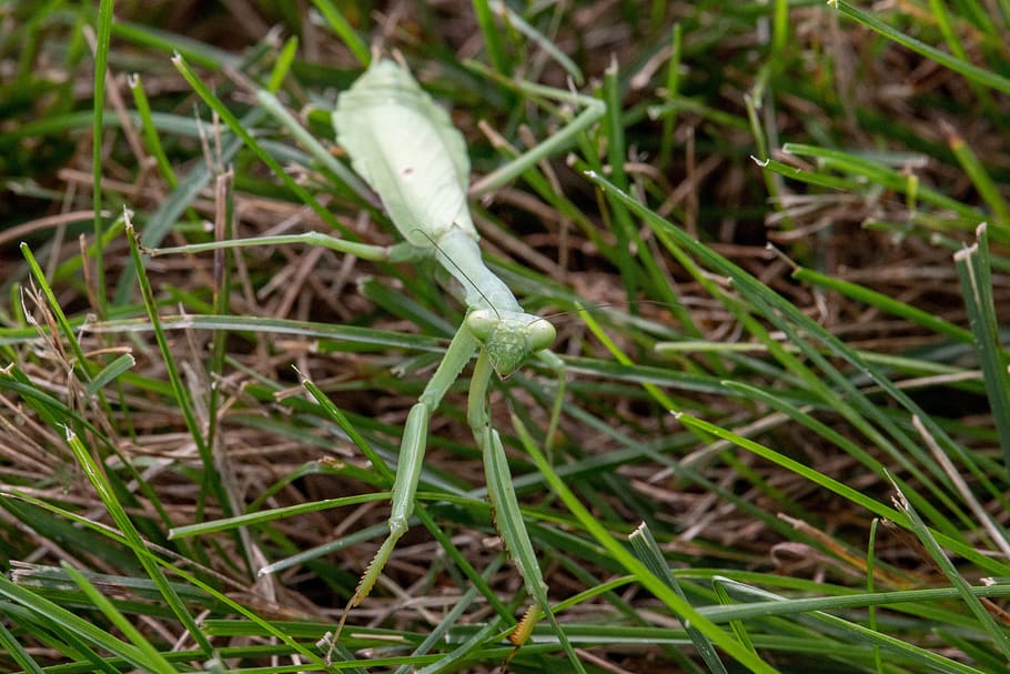 praying, mantis, insect, animal, plant, garden, growth, green color HD wallpaper