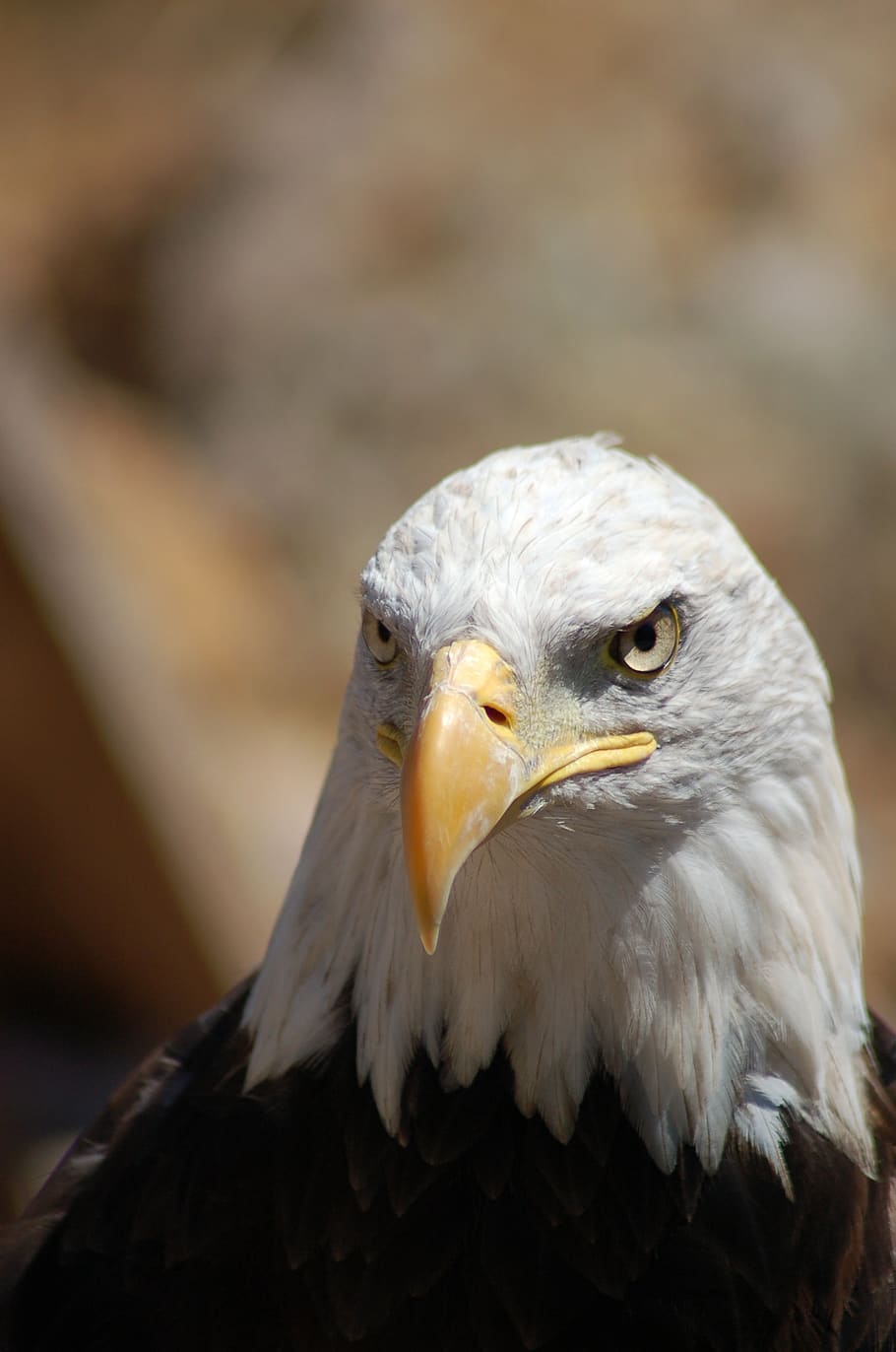 Bald Eagle, bird of prey, animal, animal themes, animals in the wild HD wallpaper
