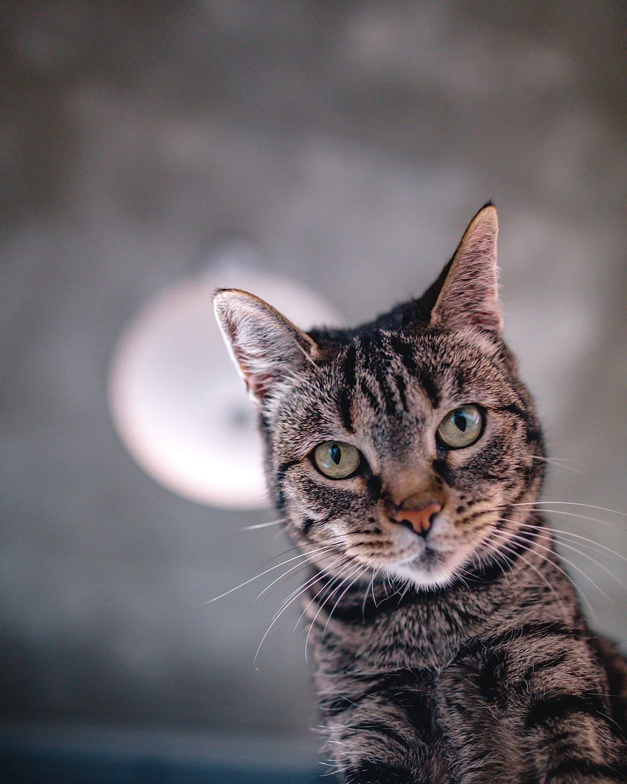 cat, kitty, kitten, eyes, portrait, pets, domestic, feline HD wallpaper