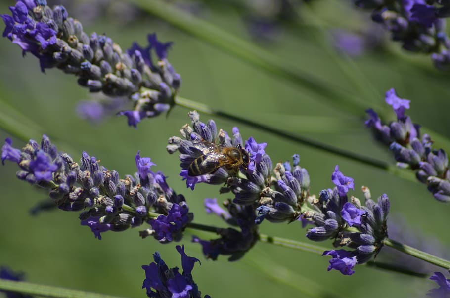lavender, bee, insect, pollination, flower, blossom, bloom HD wallpaper
