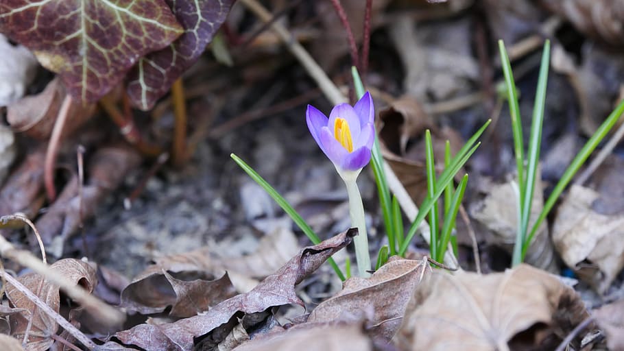 crocus, spring, nature, flower, purple, plant, blossom, bloom, HD wallpaper