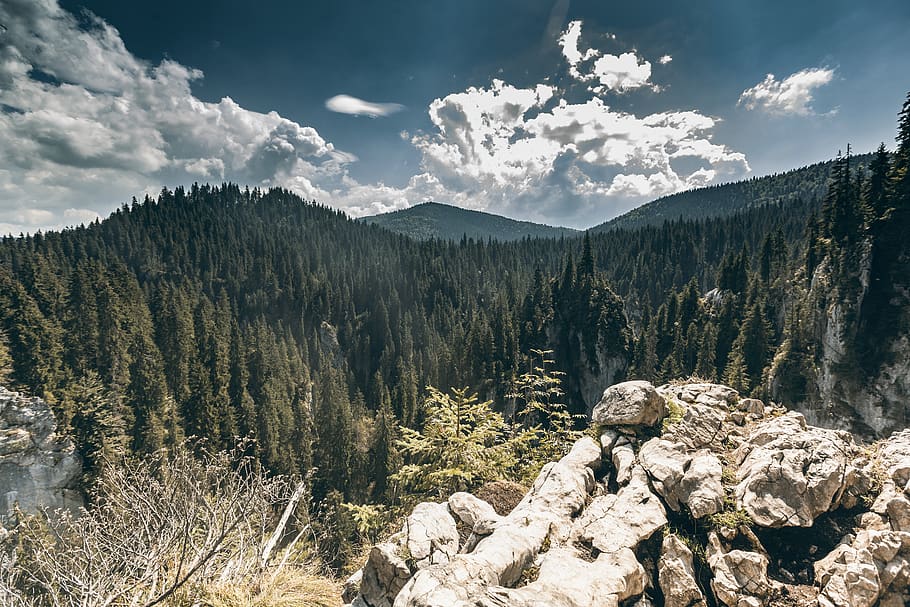 forest, trees, nature, panorama, landscape, green, sky, clouds HD wallpaper