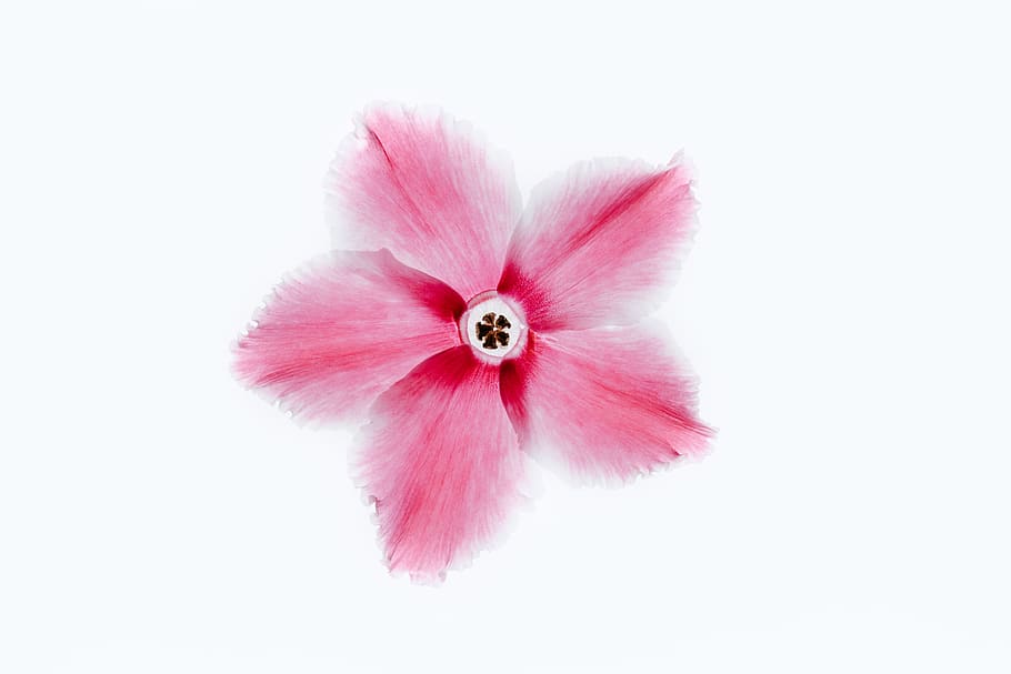 pink-petaled flower, close-up, freshness, pink color, flowering plant HD wallpaper