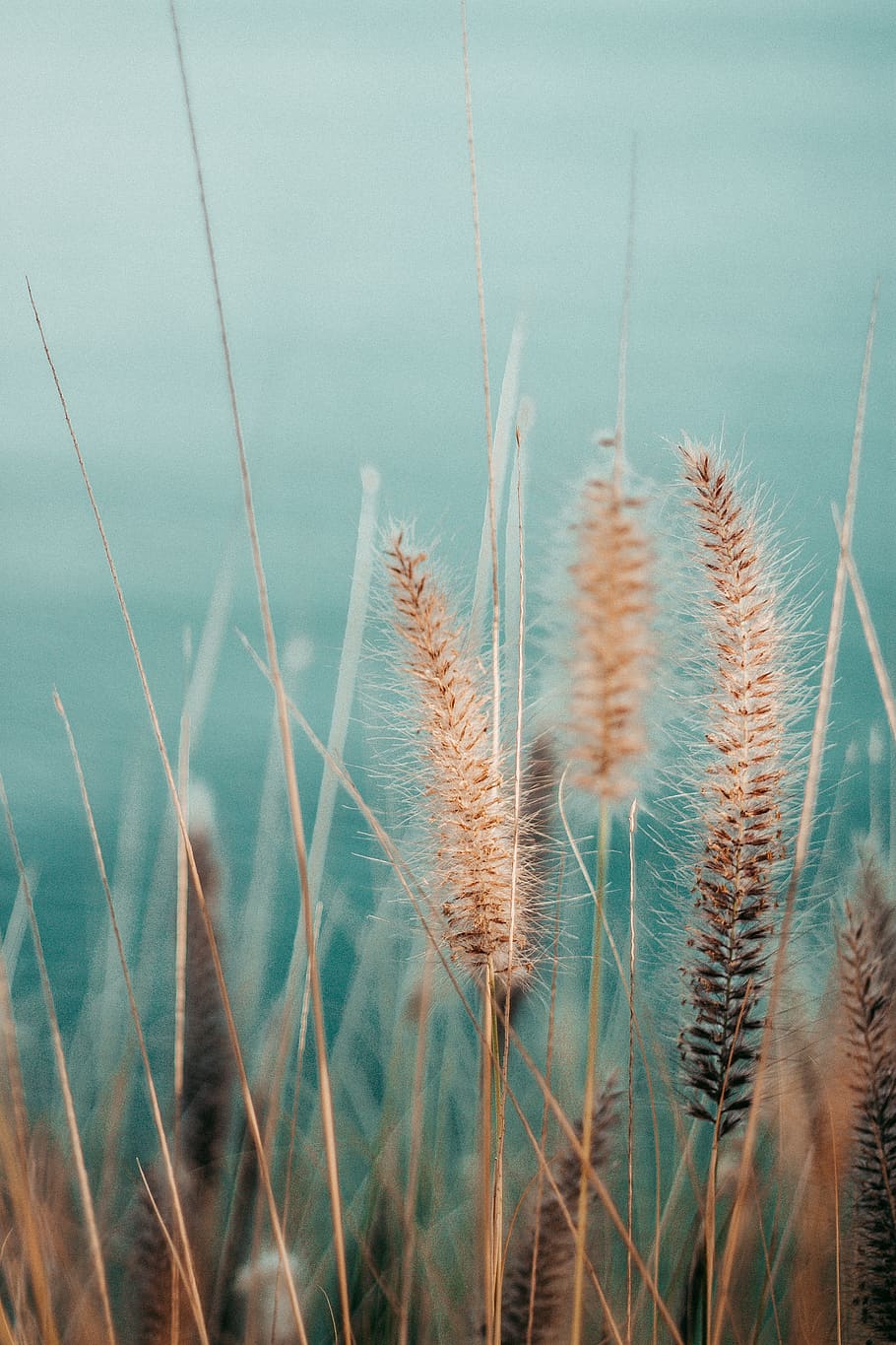 Selective Focus Photography of Gray Plants, environment, farm HD wallpaper
