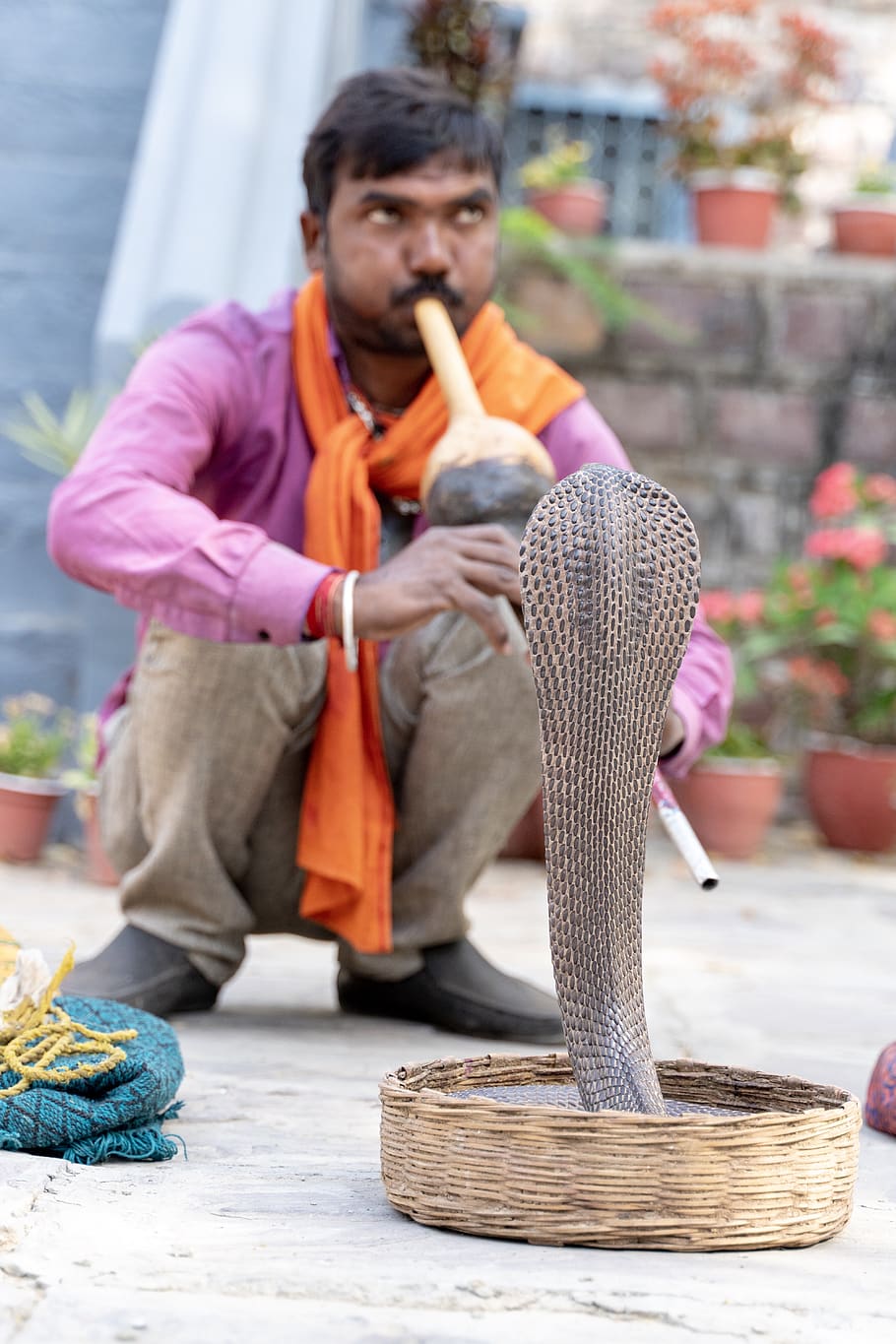 person playing instrument with cobra, snake, human, reptile, animal