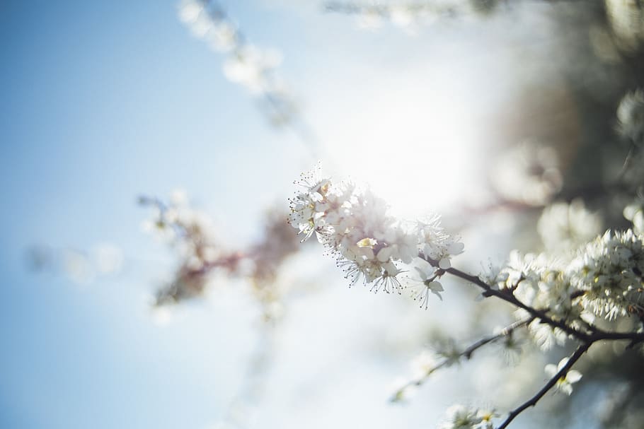 White Petaled Flower, beautiful, beauty, bloom, blooming, blossom HD wallpaper