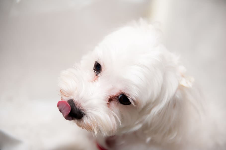 dog, one animal, domestic, animal themes, mammal, domestic animals HD wallpaper