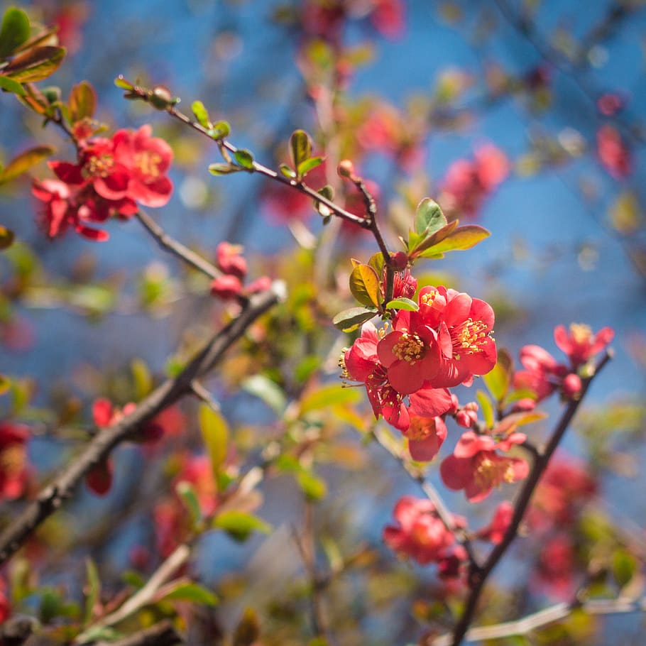 flowering, flowers, spring, spring flowering, sky, tree, buds HD wallpaper