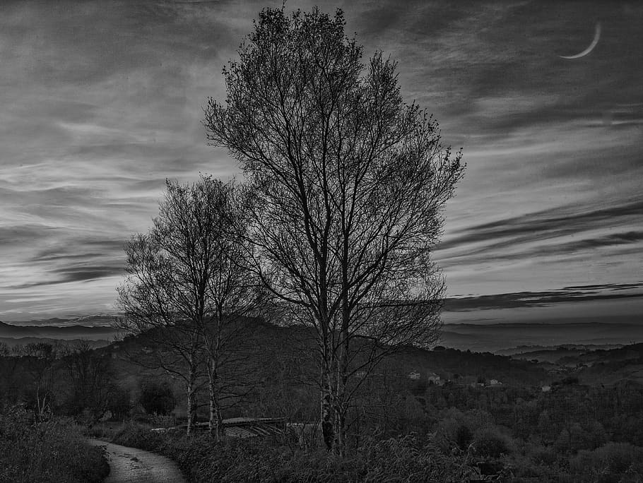 trees, birches, nightfall, clouds, moon, sky, plant, cloud - sky HD wallpaper