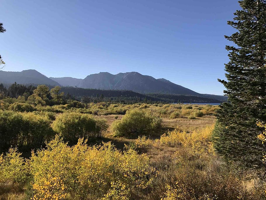 tahoe, landscape, plant, mountain, sky, tranquil scene, tranquility HD wallpaper