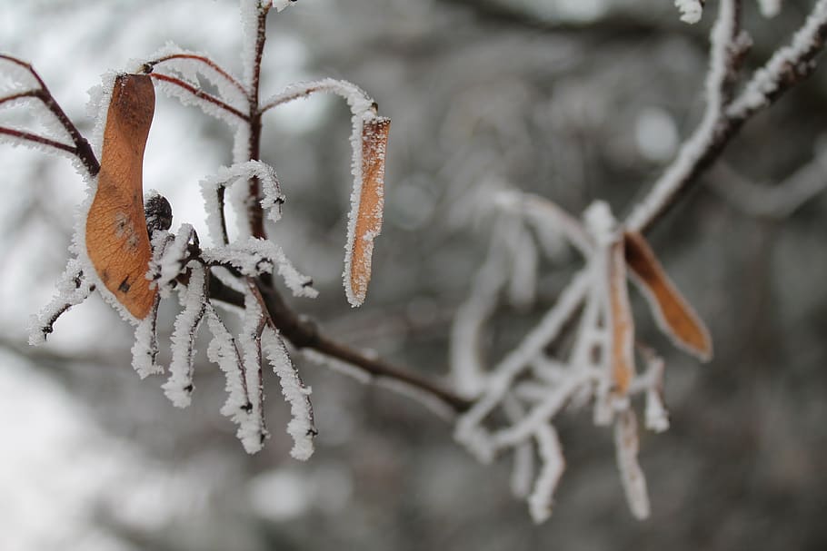 frost, iced, cold, winter, nature, eiskristalle, branch, cold temperature HD wallpaper