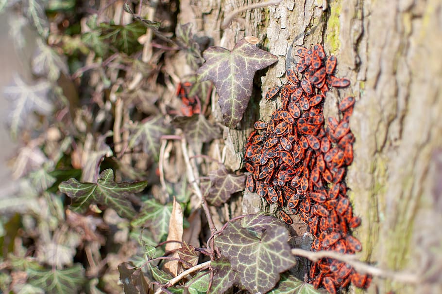 worms, foliage, tree, insects, red, animals, nature, summer HD wallpaper