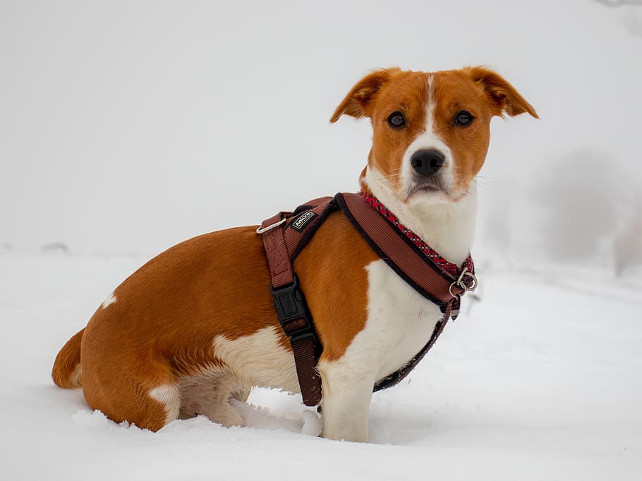 strap, canine, pet, dog, animal, mammal, winter, canon, goingforawalk HD wallpaper