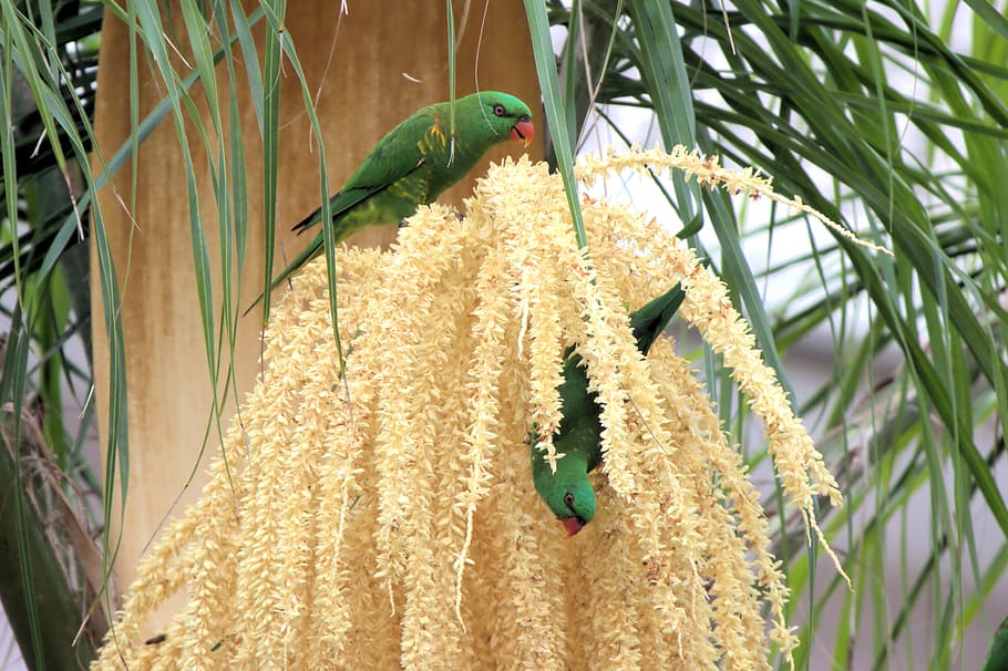 lorikeets, parakeets, birds, australia, outback, yellow, bright HD wallpaper