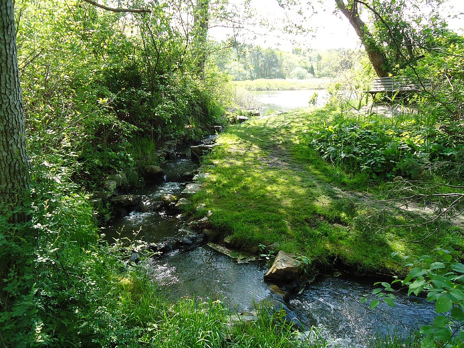 brook, stream, creek, spring, river, greengrass, trees, plant, HD wallpaper