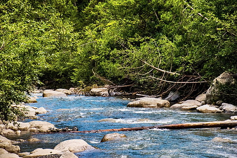stream, alpine, river, greenery, water, nature, creek, forest HD wallpaper