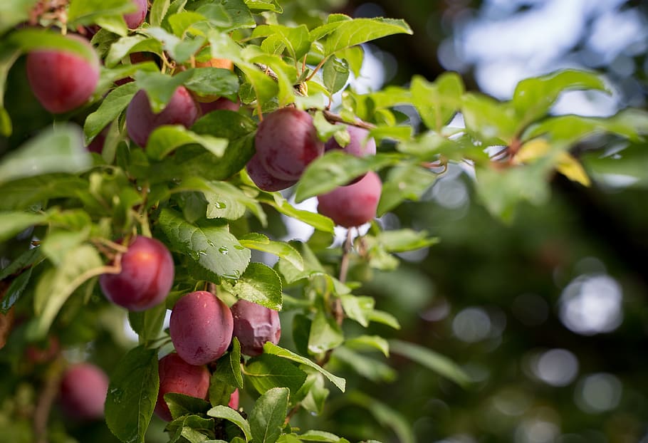 plums, pflauembaum, plum tree, violet, purple, red, immature HD wallpaper