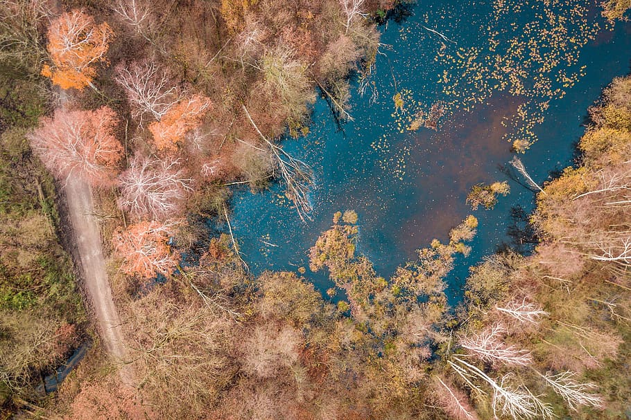 forest, way, tree, autumn, lake, stupidity, foliage, lets go HD wallpaper