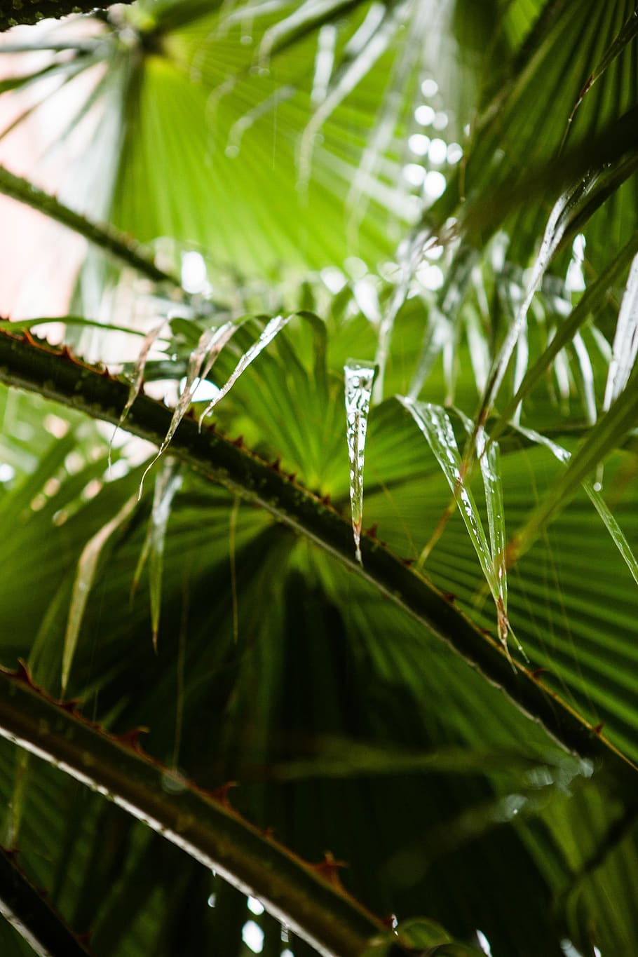 plant, palma, tree, grass, rain, autumn, nature, green, leaves HD wallpaper