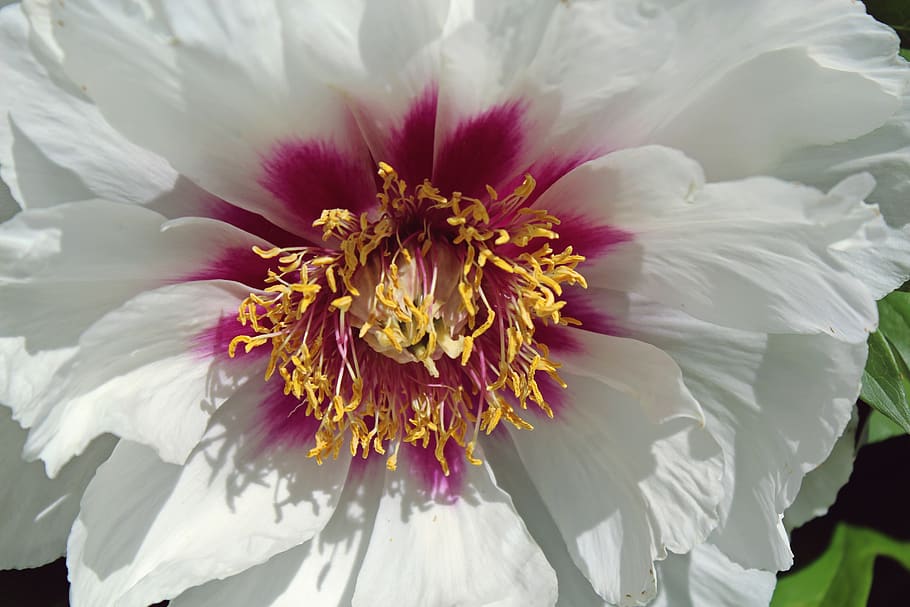 perennial, close up, macro, large, ventral, center, petals HD wallpaper