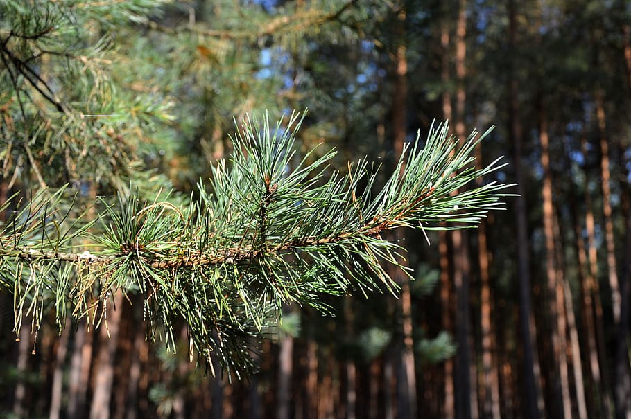 pine branch, forest, pine needles, plant, tree, focus on foreground HD wallpaper