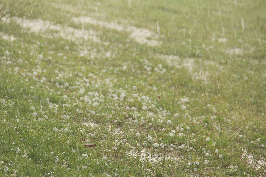 grass, ice, storm, weather, hailing, plant, field, land, nature HD wallpaper