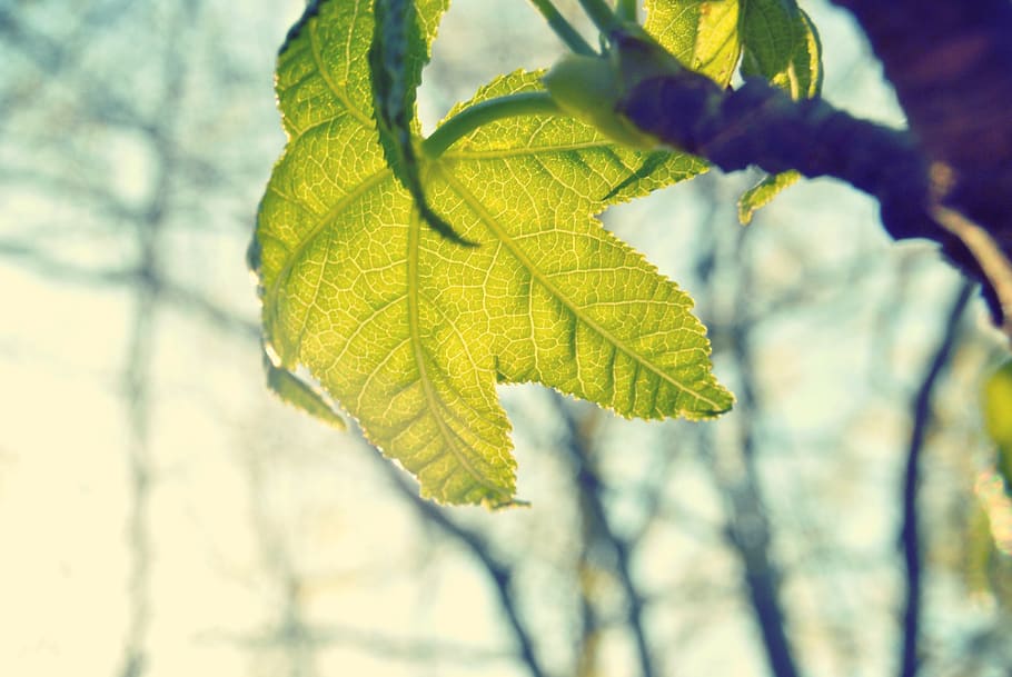 green, plan, leaves, sunlight, branch, plant part, leaf, growth HD wallpaper