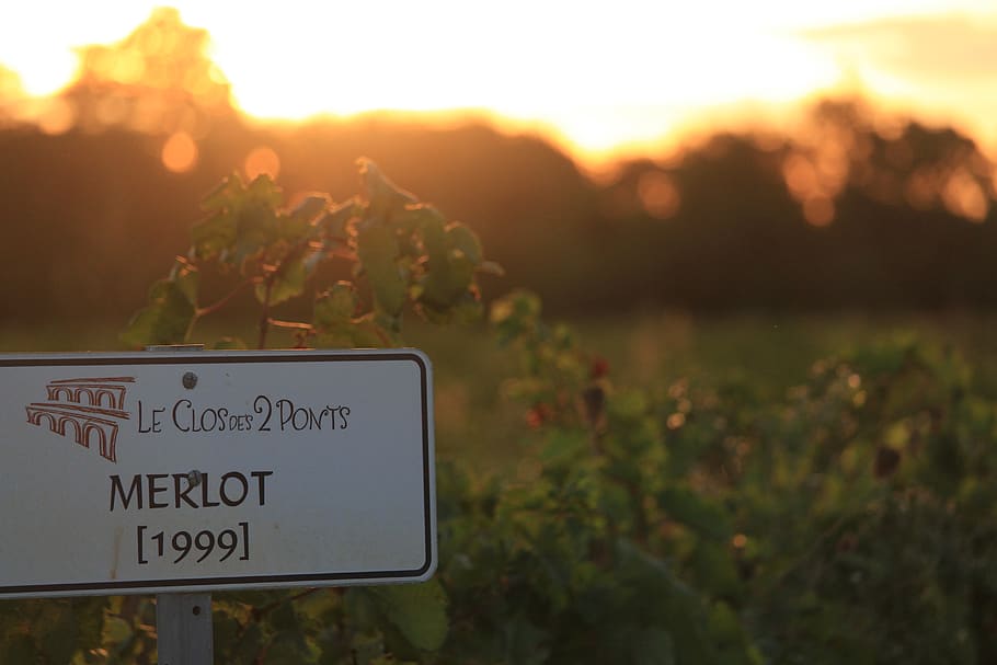 france, coursan, plant, sign, communication, nature, growth HD wallpaper