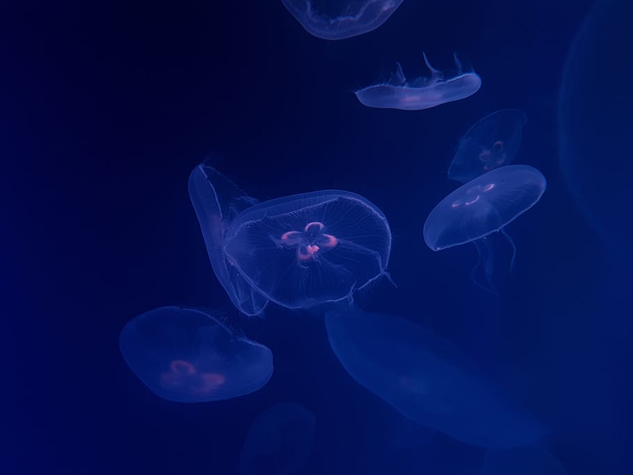 group of jellyfish wallpaper, sea, underwater, dark, purple, pink, HD wallpaper