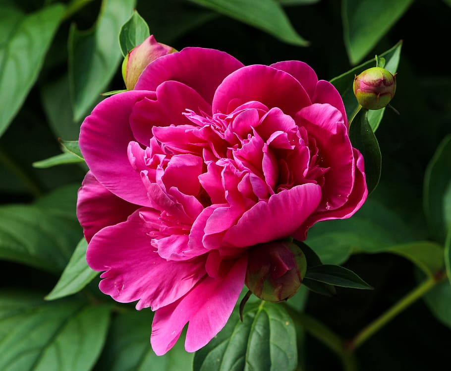 Close Up Photography of Pink Flower With Flower Buds, bloom, blossom HD wallpaper