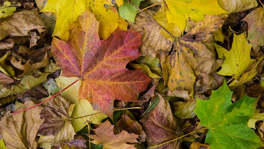 autumn leaf, tr, leaves, nature, colorful, tree, maple, seasonal HD wallpaper