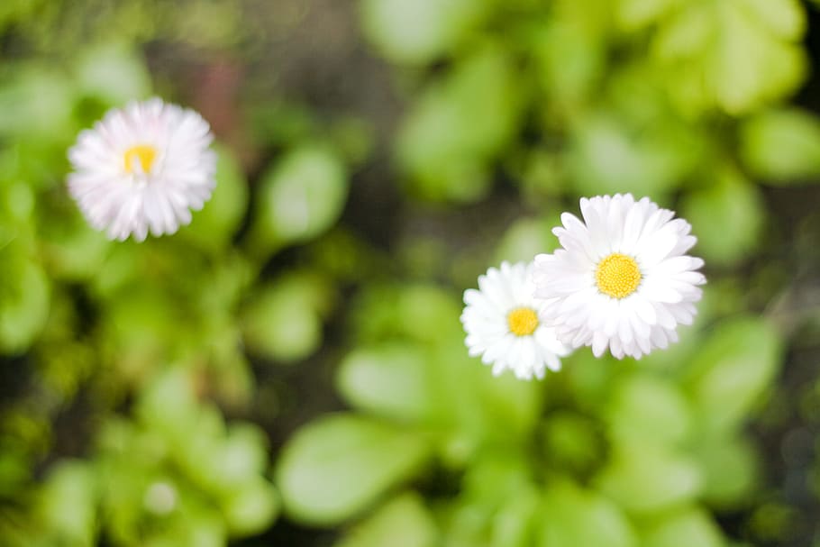 flower, con2011, nature, flowering plant, freshness, beauty in nature HD wallpaper