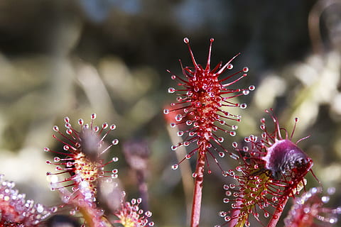 sundew, drosera intermedia, glandular tentacles, red, plant HD wallpaper
