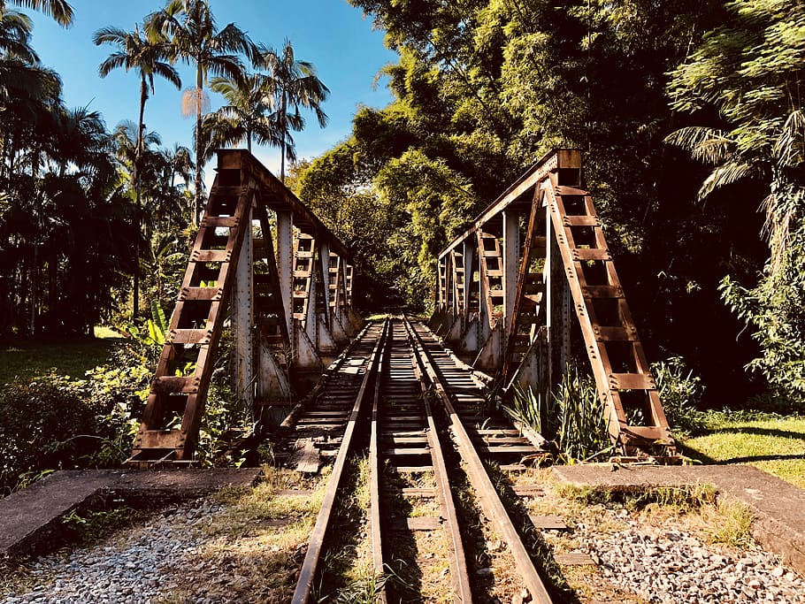 train, railway, bridge, brazil, iron, station, forest, trees HD wallpaper