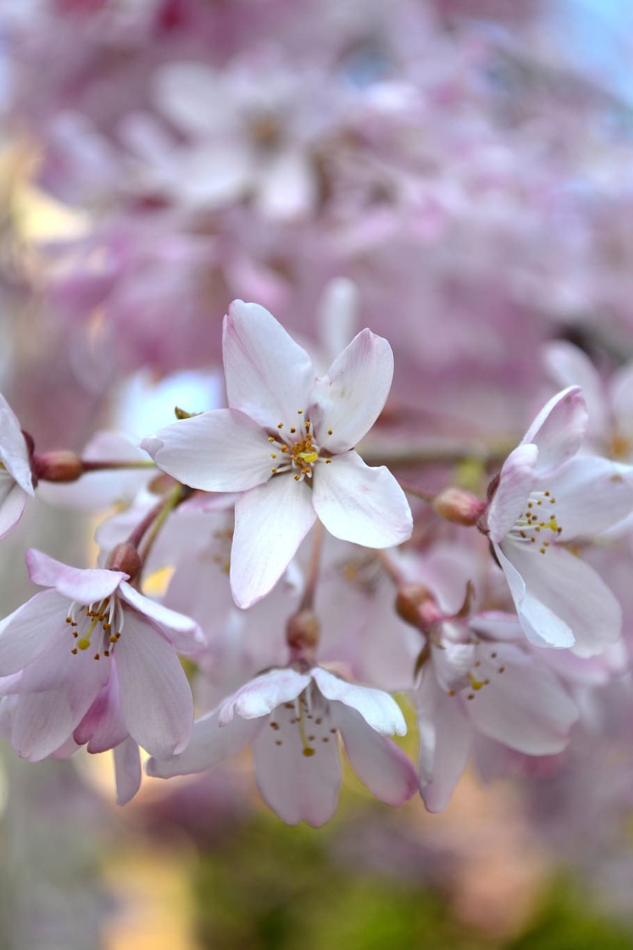 flower, sakura, japan, spring, pink, blossom, nature, flora, HD wallpaper