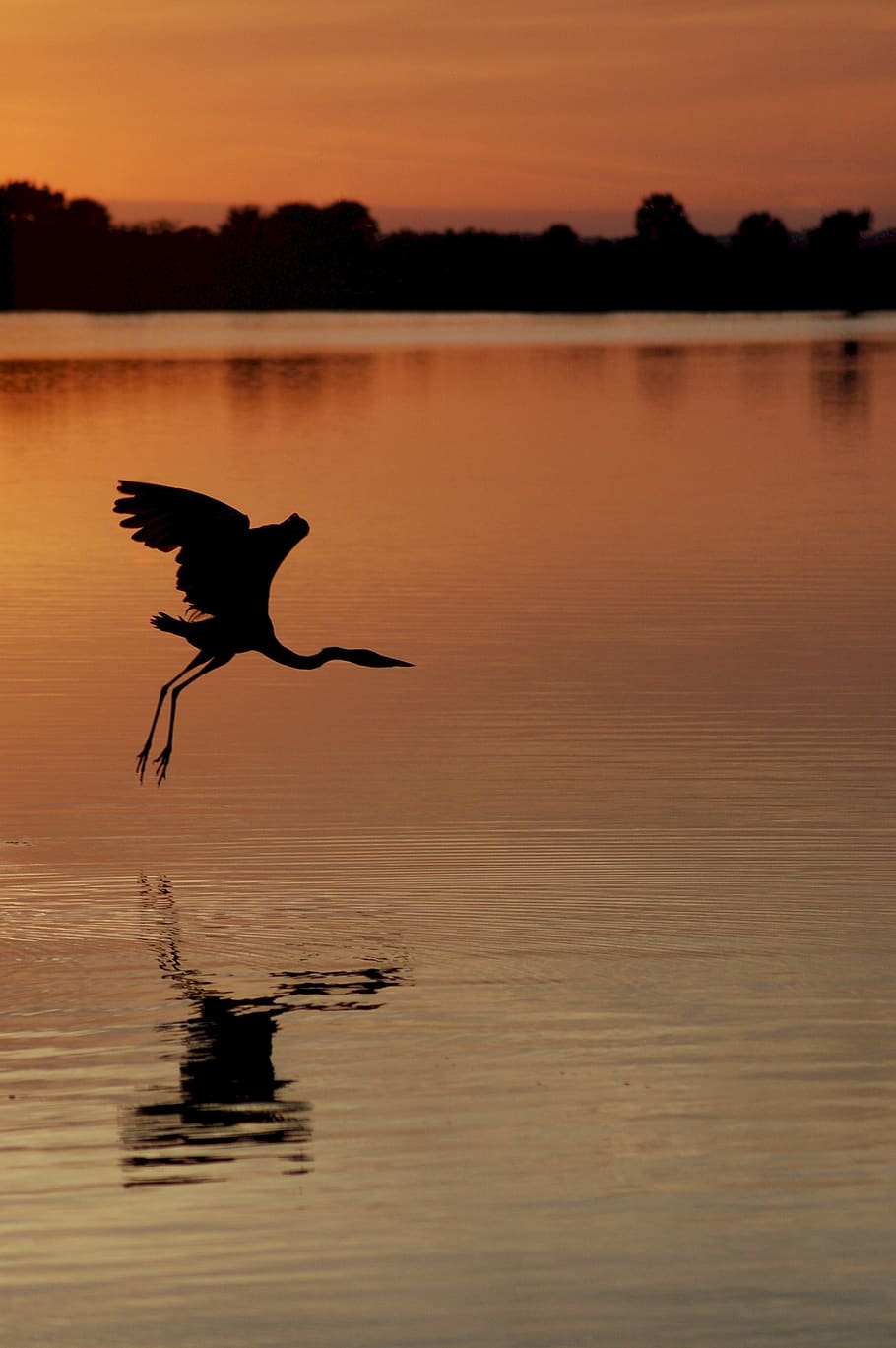 heron, sunset, great, blue, black point drive, titusville, florida HD wallpaper