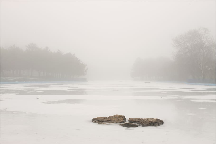 tree, water, plant, tranquility, tranquil scene, fog, nature HD wallpaper