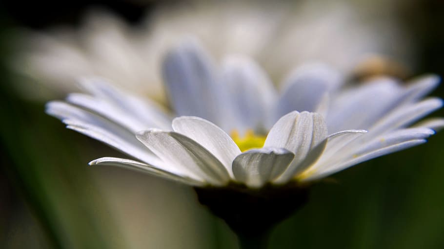 daisies, spring, nature, bloom, flora, beauty, close, colorful HD wallpaper