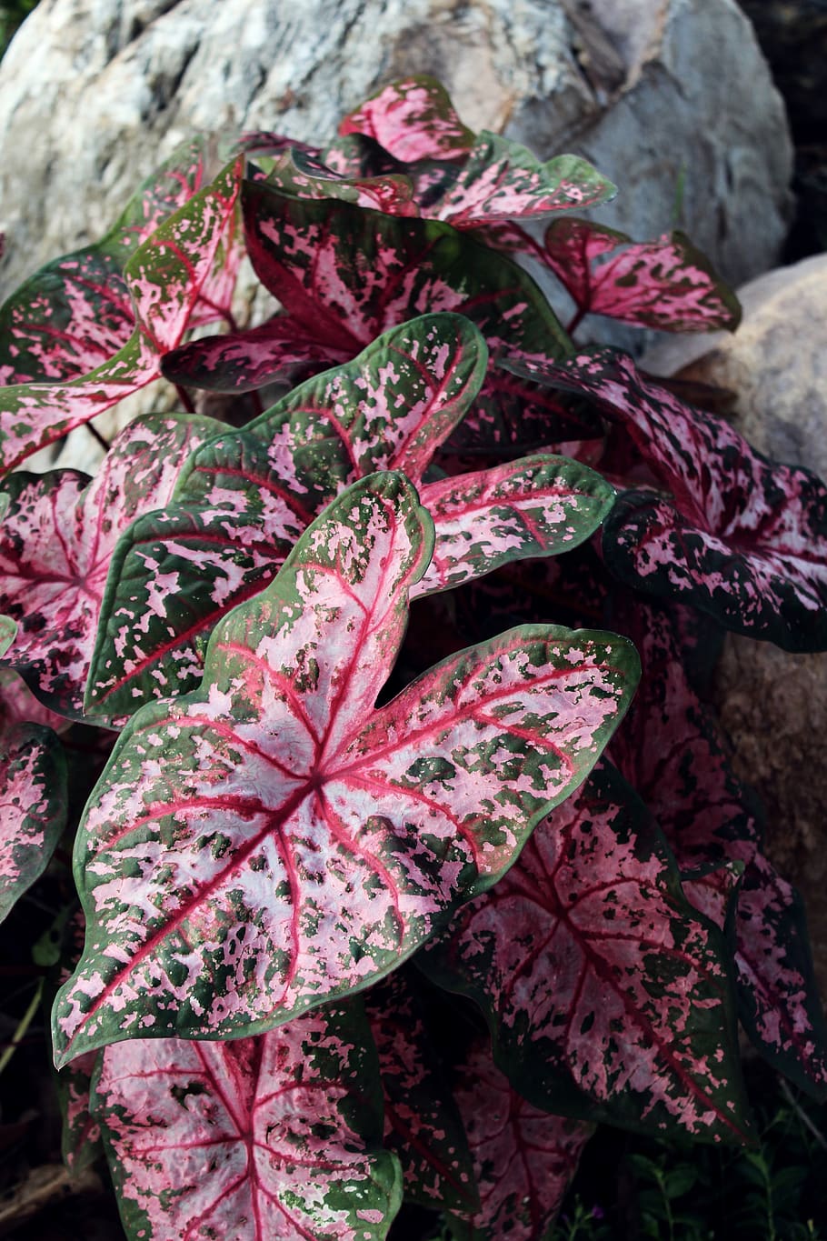 leaves, colorful, caladium, shade, foliage, large, pink, red, HD wallpaper