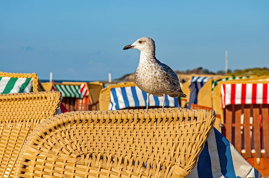 sea, seagull, summer, beach, animal themes, bird, vertebrate HD wallpaper