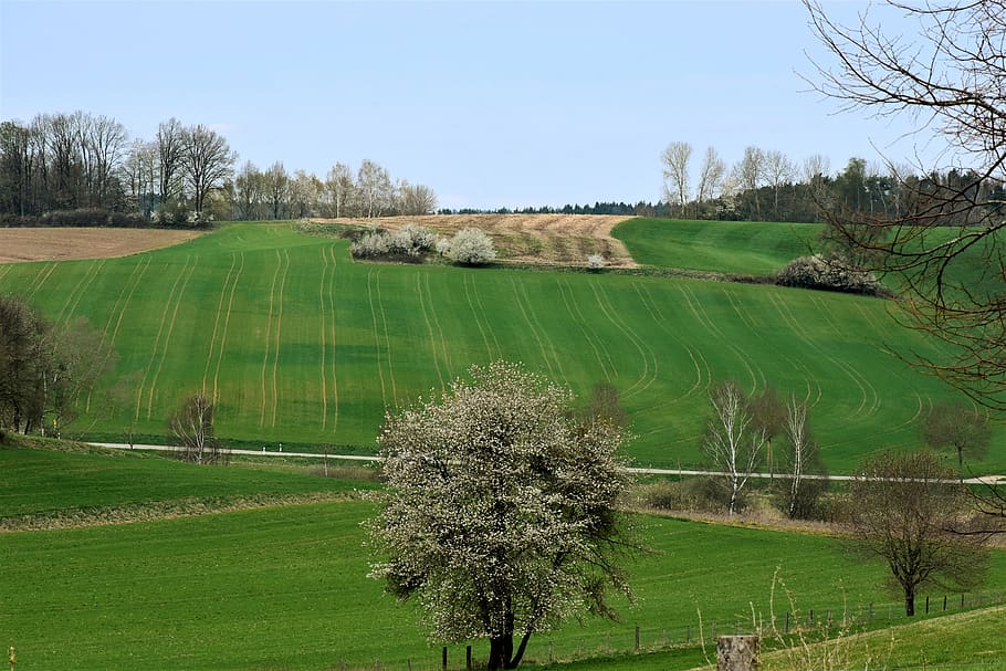 landscape, spring, field, arable, meadow, green, rural, environment HD wallpaper